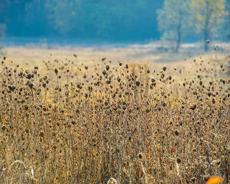 Dry plants in the morning in sunlight in the meadow. Autumn season in the village.  Ukraine. Europe.の写真素材