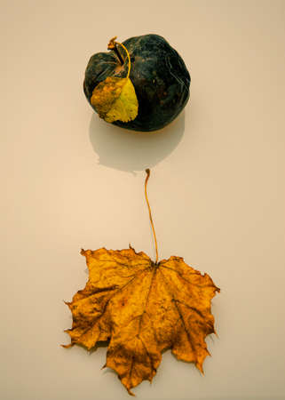 Lost apple with a dry leaf and a dry maple leaf lying on a light background. Autumn season.の写真素材