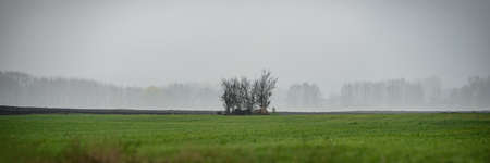 Green grass in the meadow and a group of trees in the middle of the field against the background of deciduous trees in the fog. Autumn season in the village. Panoramic landscape. Web banner. Ukraine. Europe.の写真素材