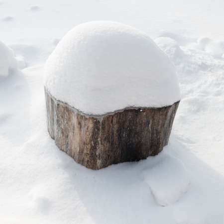 Stump covered with snow. Winter season. Ukraine. Europe.の写真素材