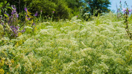flowering plants and herbs in the meadow on a sunny day. Summer season.