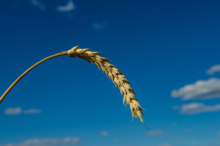 Dirt road in a deciduous forest on a sunny day. Spring season.の写真素材