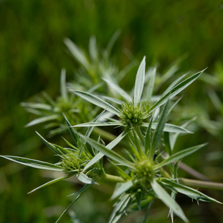 Green blooming thorn in the meadow in the morning. Spring in the countryside.の写真素材