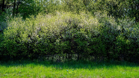 blooming thickets of meadow flowers against the blue sky. Spring season.の写真素材