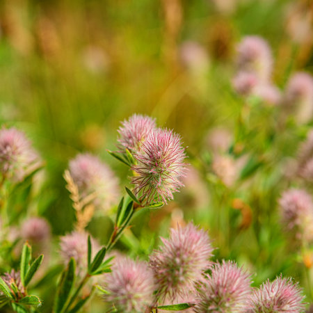 blooming thickets of meadow flowers against the blue sky. Spring season.の写真素材