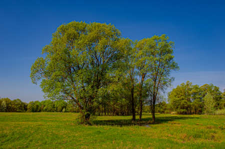Blossoming green deciduous trees and meadow, landscape. Spring season in the countryside.