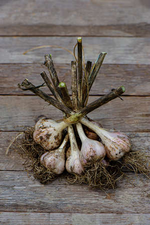 ripe garlic bulbs lie on a wooden surface in the countryside. Summer season.の写真素材