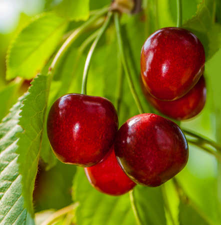 ripe red cherry and green foliage of the tree. Food ingredient.