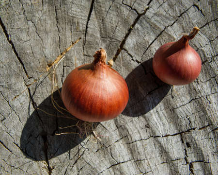 ripe onion bulbs lie on a wooden surface on a sunny day. Summer season.の写真素材