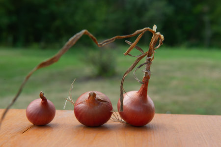 ripe onion bulbs lie on a wooden surface on a sunny day. Summer season.の写真素材