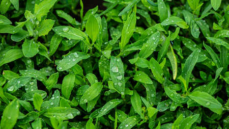 Young green foliage of periwinkle covered with raindrops. Spring season in May. Web banner.