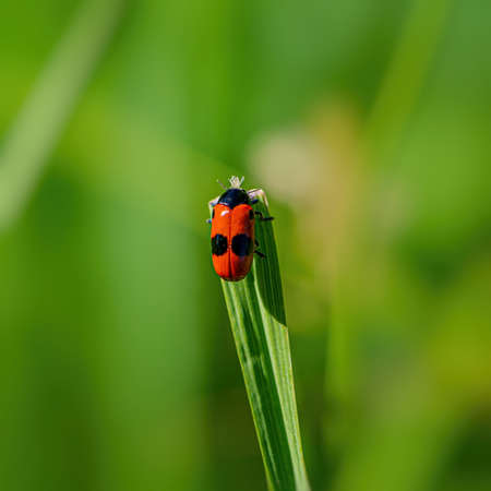 Two dotted ladybug on a blurred green background. Web banner.