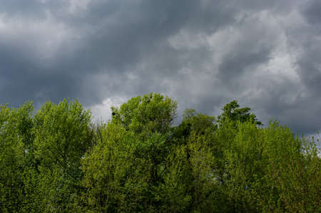 Gray rain clouds and green deciduous tree tops. Spring season, May.の写真素材