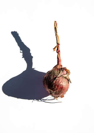 Ripe Onion and Shadow on a Light Background, Close-Up. Summer Season. Cover.の写真素材