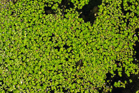 green duckweed on the water surface in the river on a sunny day. Summer season, August.の写真素材