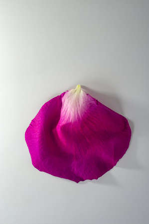 one red rose petal lie on a light background, close-up. Web banner.の写真素材