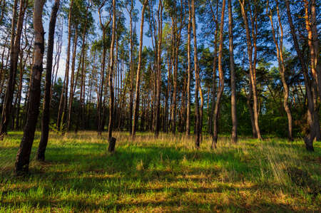 trunks of pine trees in the morning in the morning light. Spring season in May.
