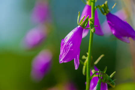 decorative flowers of purple color cornflowers on a blurred background on a sunny day. Spring season.の写真素材