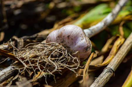 head of harvested garlic, close-up. Summer season. Web banner.