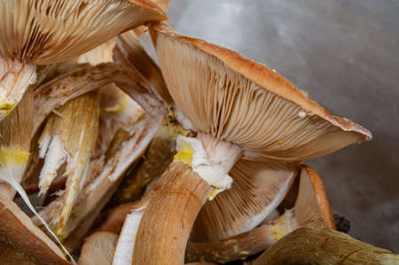 harvested honey agarics, close-up. Cover. Web banner. Autumn season, October.の写真素材