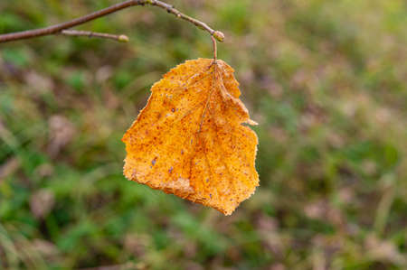 single dry orange leaf hangs on a tree branch against a blurred background. Cover. Web banner....