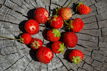 red berries of ripe strawberries lie on a cracked stump, close-up. Cover. Web banner. Summer season, June.の写真素材