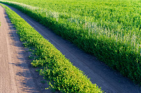 dirt road along the edge of a green field of clover. Web banner. Summer season, June.の写真素材
