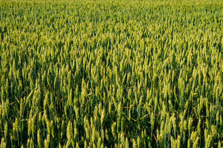 Green young wheat in a farm field, countryside. Web banner. Summer season, August.