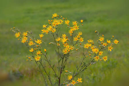 yellow wildflowers on a blurred background of the meadow. Early spring, April. Natural background.