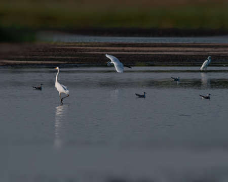 White herons and seagulls on the pond on a hot evening. Summer season, August.
