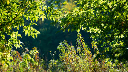 silhouettes of green plants and foliage of trees in sunlight on a dark background. Summer season,...