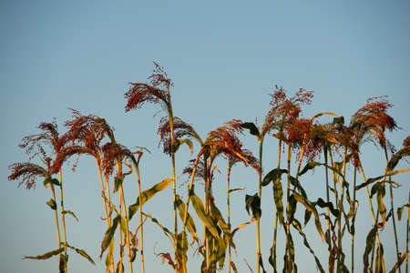 Silhouettes of millet sorghum plants on the background of the sky in the field in the evening. Summer season, August. Ukraine. Europe.の写真素材