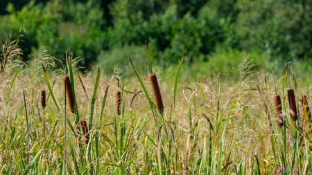 reeds on the bank of the swamp against the background of deciduous forest, panoramic landscape. Web banner. Summer season, August.の写真素材