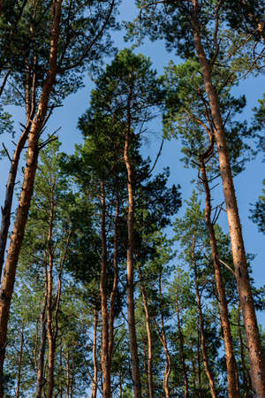 Tall pine trees in the forest in the early morning against the blue sky. Summer season, June,...