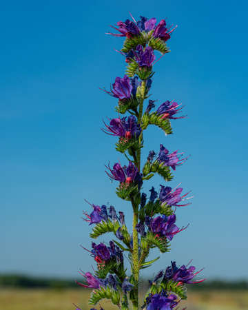 Purple flowers of meadow cornflowers on a background of blue sky. Summer season, June, Ukraine....