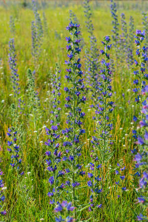 Blooming meadow grasses on a sunny day, wild land. Summer season, June. Ukraine. Europe.の写真素材