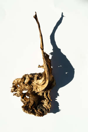 dry brown leaf of a plant lies on a light background on a sunny day. Dry plant leaf and shade. For design. Web banner. Cover.の写真素材