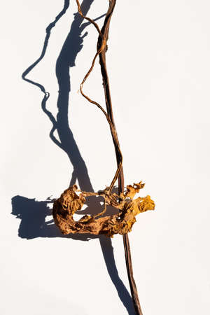 dry brown leaf of a plant lies on a light background on a sunny day. Dry plant leaf and shade. For...