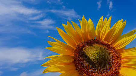 Blooming sunflower against the blue sky, close-up. Summer season. Web banner.