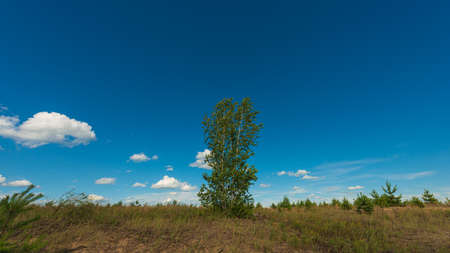 Birch trees against a background of blue sky and white clouds, panoramic landscape in the countryside. Summer season. Web banner. Natural background for design. Ukraine. Europe.の写真素材