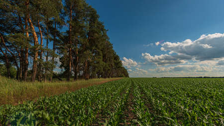 cornfield and pine forest, panoramic landscape in the countryside. Summer season. Web banner. Natural background for design. Ukraine. Europe.の写真素材