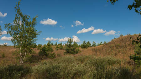 Young trees on the background of blue sky and white clouds in the sand dunes, panoramic landscape in the countryside. Summer season. Web banner. Natural background for design. Ukraine. Europe.の写真素材