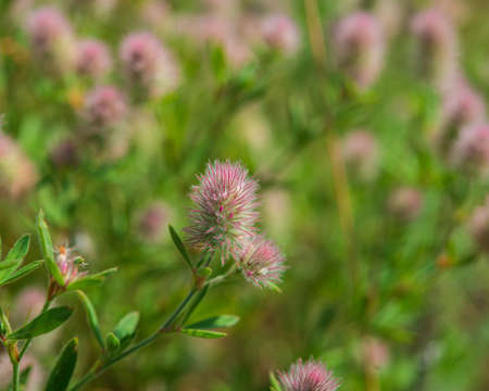 flowering plant sensitive plant mimosa in the meadow on a sunny day. Summer season. Cover. Natural background for design.の写真素材
