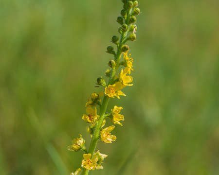 plant blooming with yellow flowers on a blurred green background, close-up. Summer season. Web banner. Natural background for design.の写真素材
