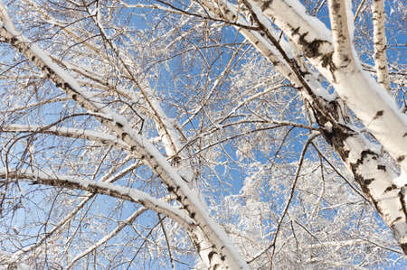 branches and trunks of birch trees covered with fresh snow on a sunny day against the blue sky. Natural background for design.の写真素材
