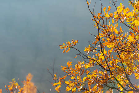 Branches with yellow foliage on a background of haze on a sunny day. Autumn season. Natural background.の写真素材