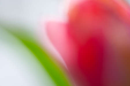 Blurred background, red tulip flower on a light background. Background for design.の写真素材