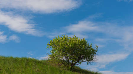 Tree on a hillside against a blue sky. Spring, April. Web banner. Ukraine. Europe.