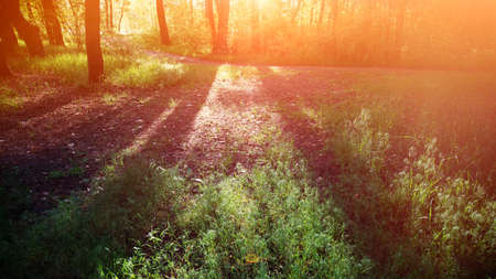 In the morning at sunrise a pedestrian path in the deciduous forest. Spring season, May. Web banner.の写真素材