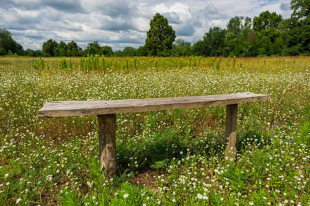 Wooden bench among flowers in the meadow on the background of the deciduous forest. Summer season, June. Web banner.の写真素材
